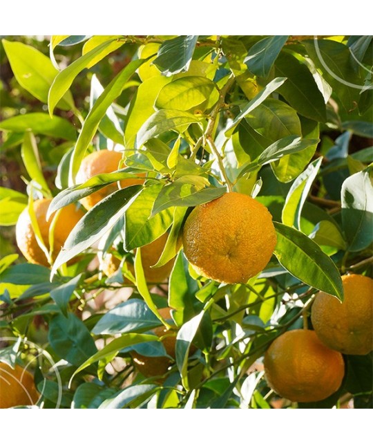 Pourquoi on adore le Petitgrain Bigarade???